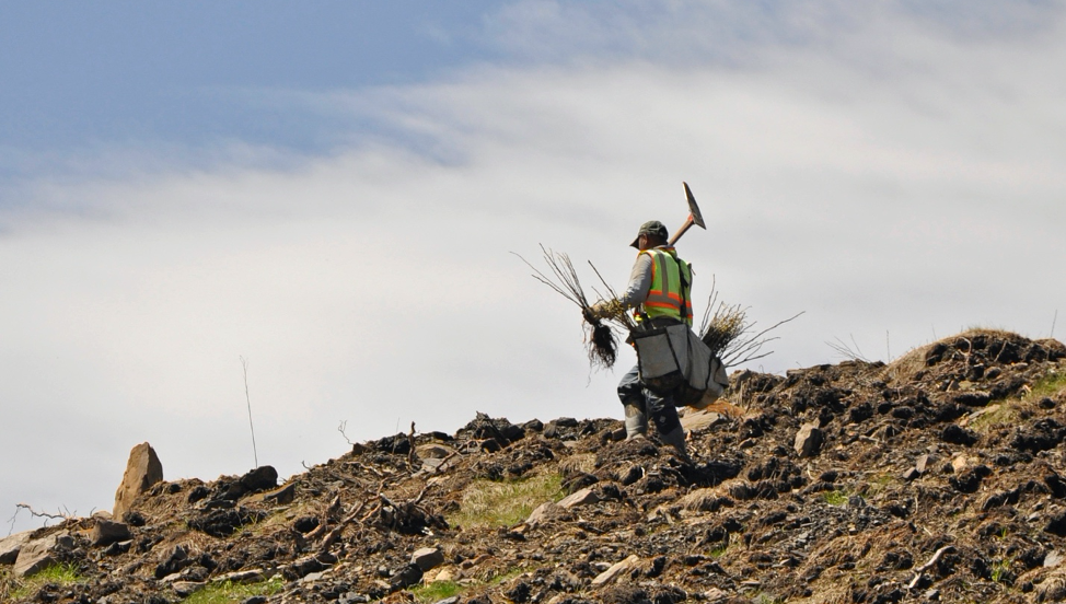 Contractor planting native species on the Mower Tract