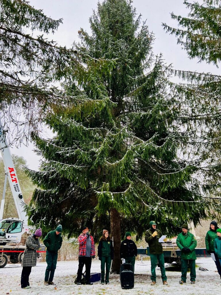 Photo of Capitol Christmas Tree Harvest November 1, 2023